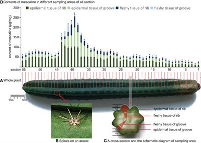 Natural or artificial: An example of topographic spatial distribution analysis of mescaline in cactus plants by matrix-assisted laser desorption/ionization mass spectrometry imaging